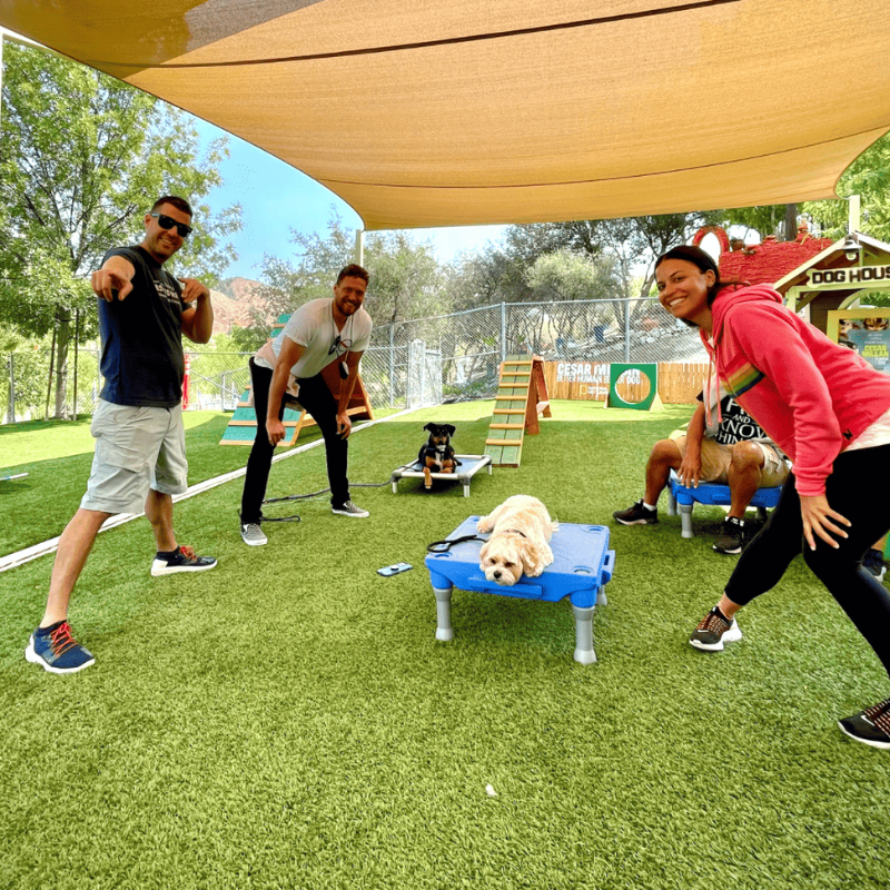 Dog daycare adventure camp[1]