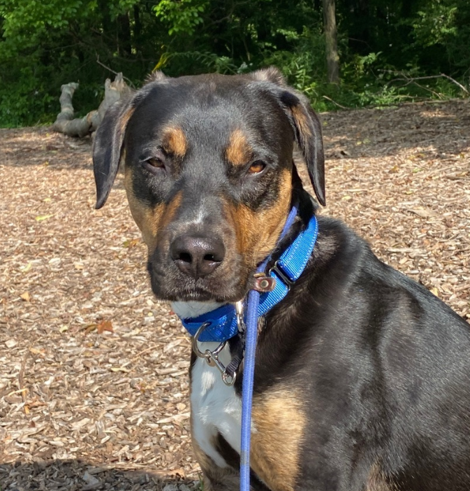 Dog daycare testimonials[1]