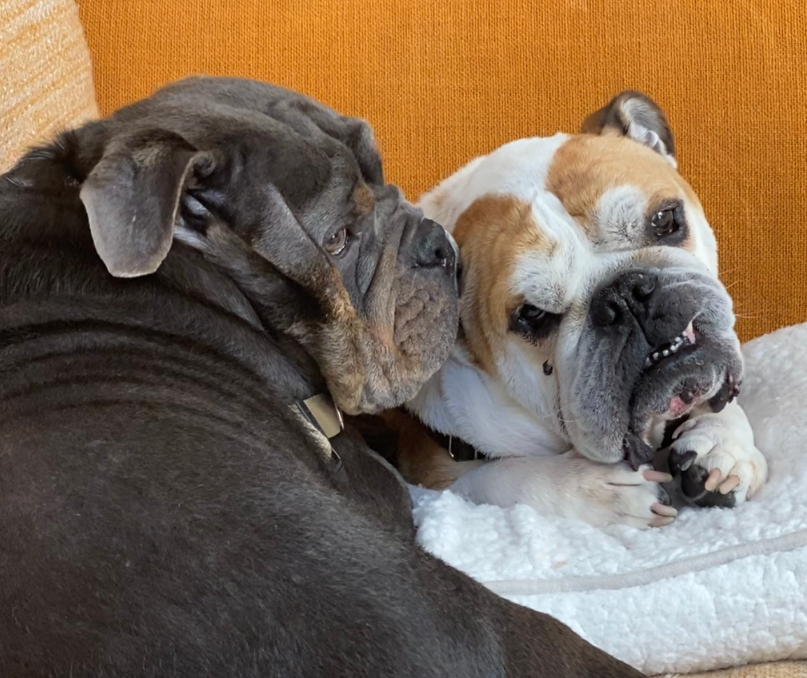 Dog training review[1]