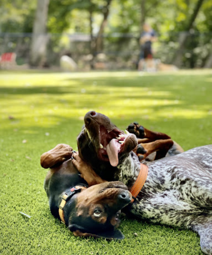 Dogs rolling around at dog daycare[1]