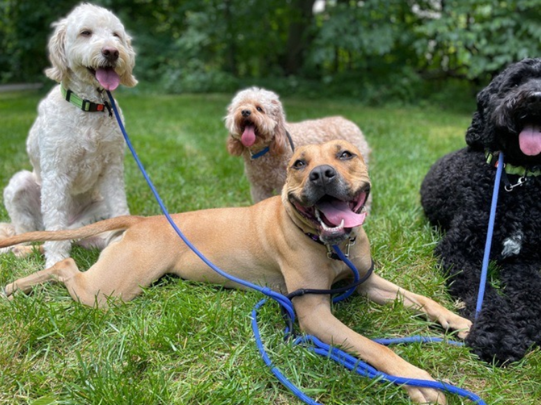 Happy dogs on leashes[1]