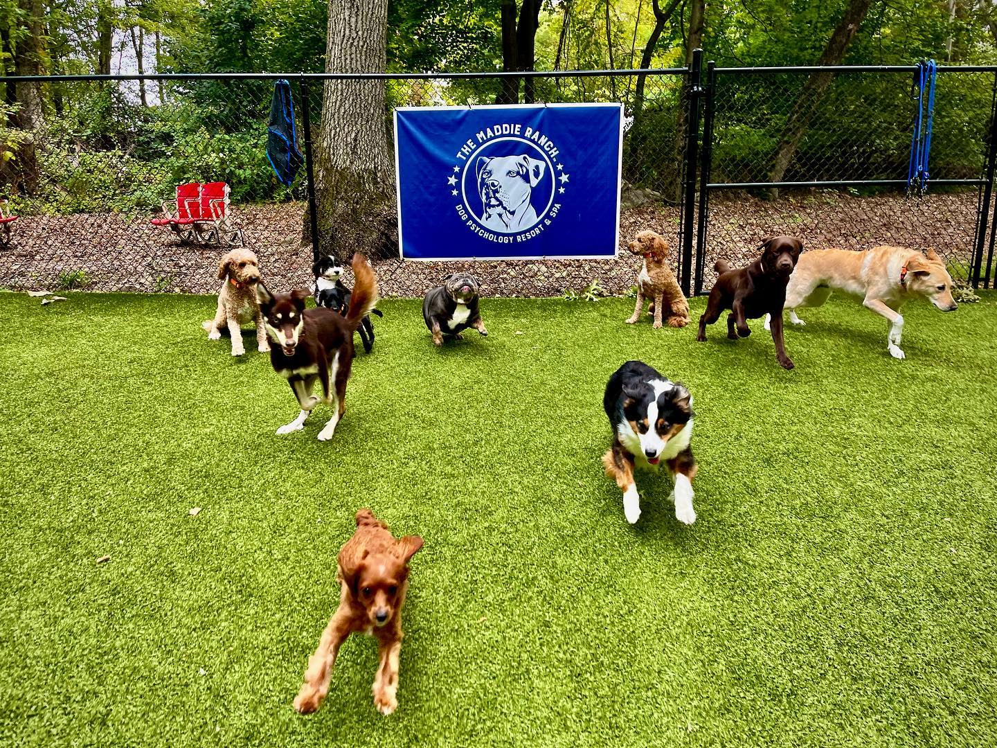 Maddie ranch dogs running