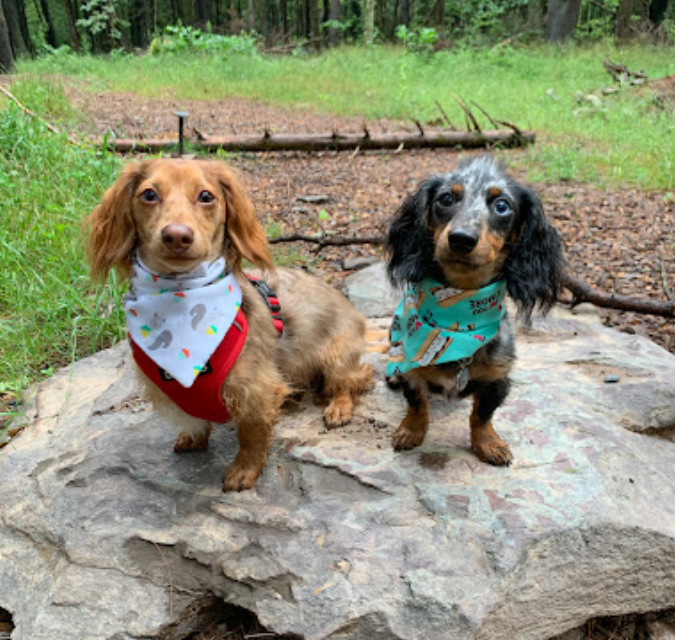 Ollie queen puppy training review[1]