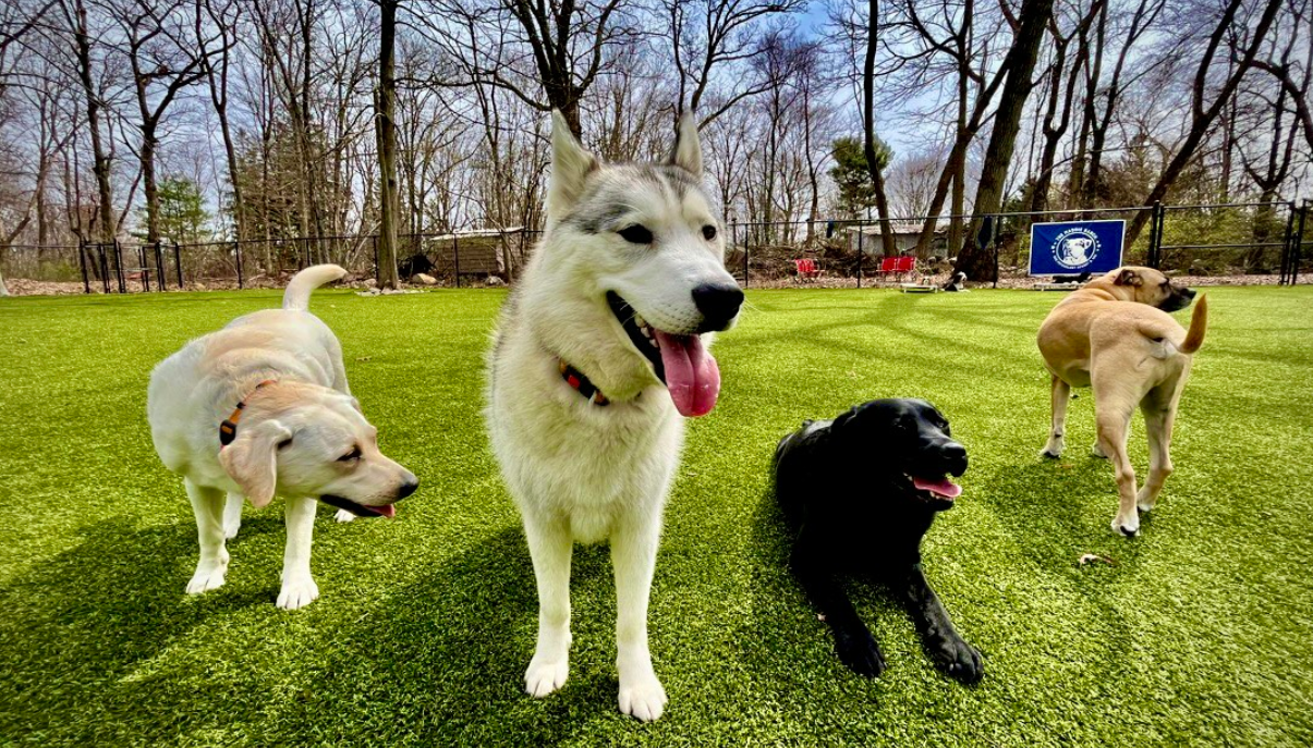 Pack of dogs at dog daycare[1]