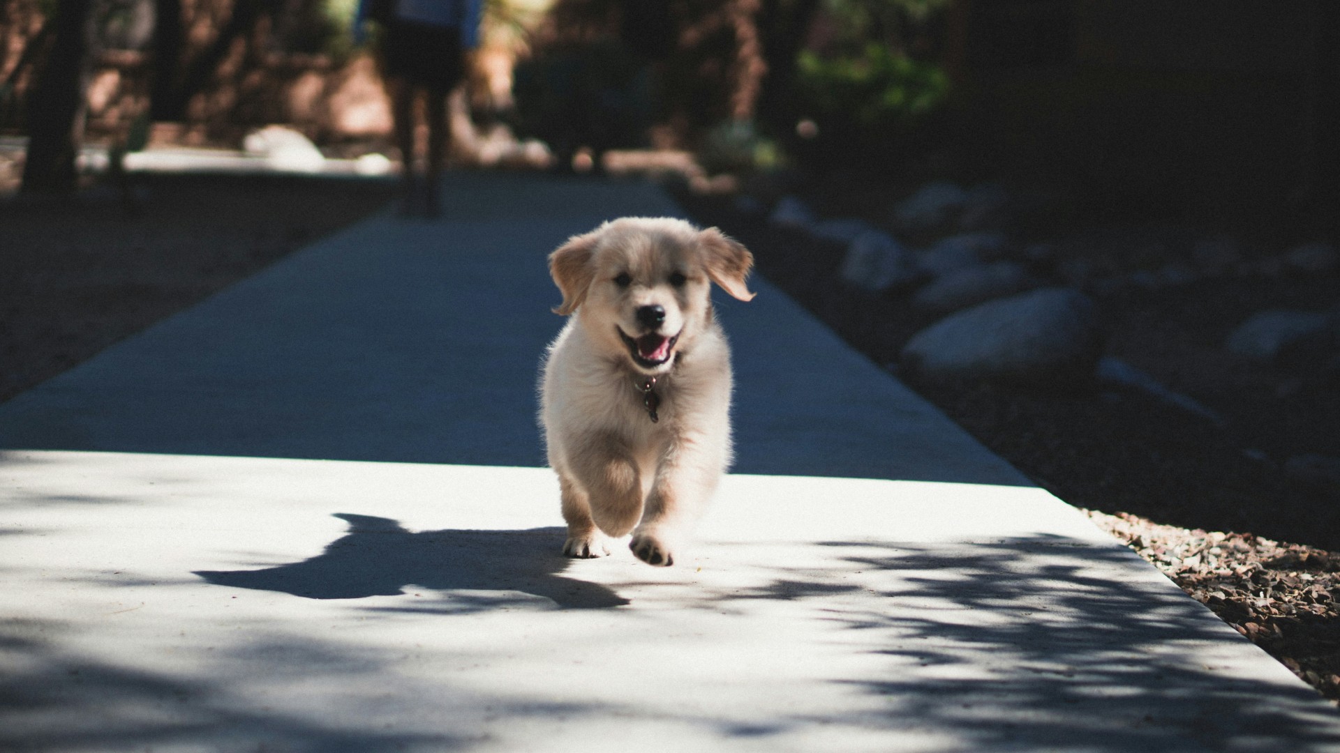 Puppy happy on sidewalk