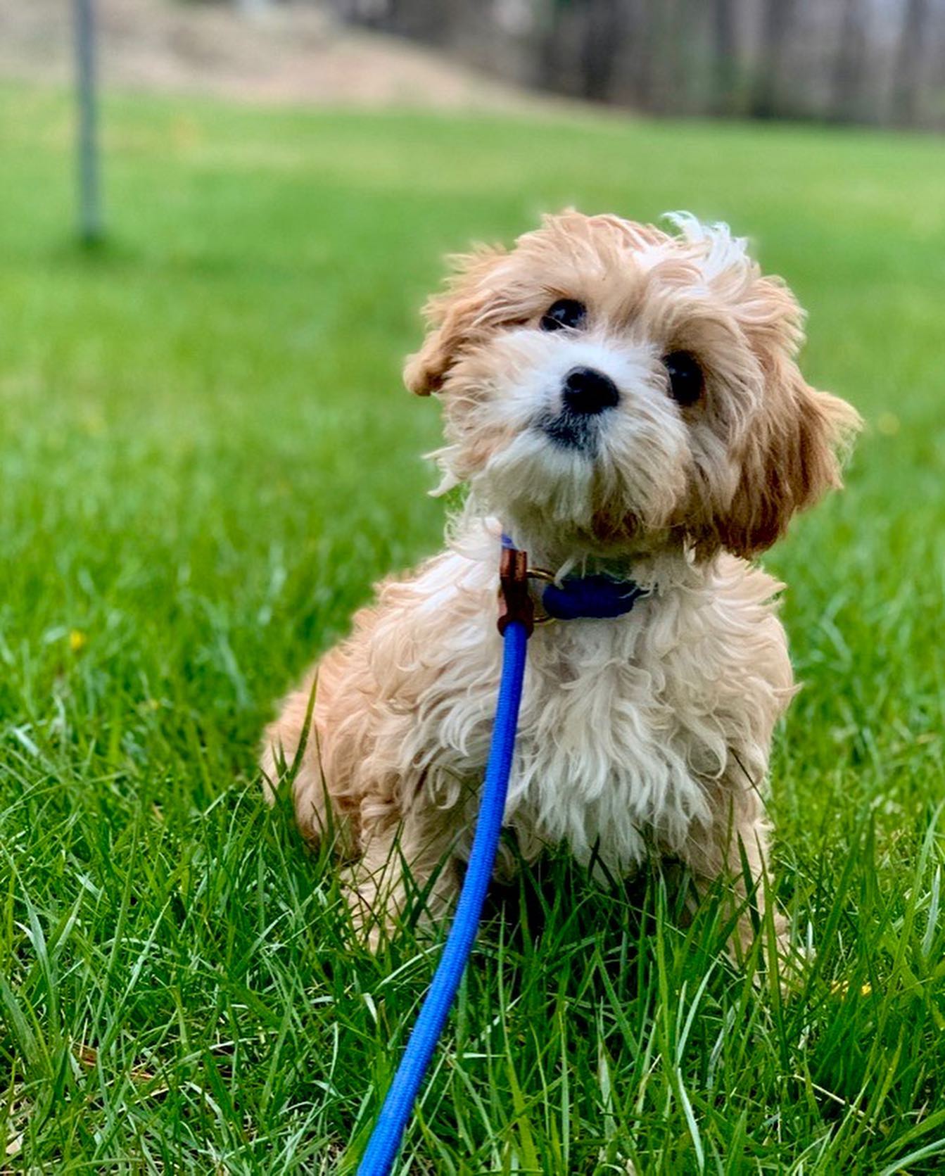 Puppy training leash walk