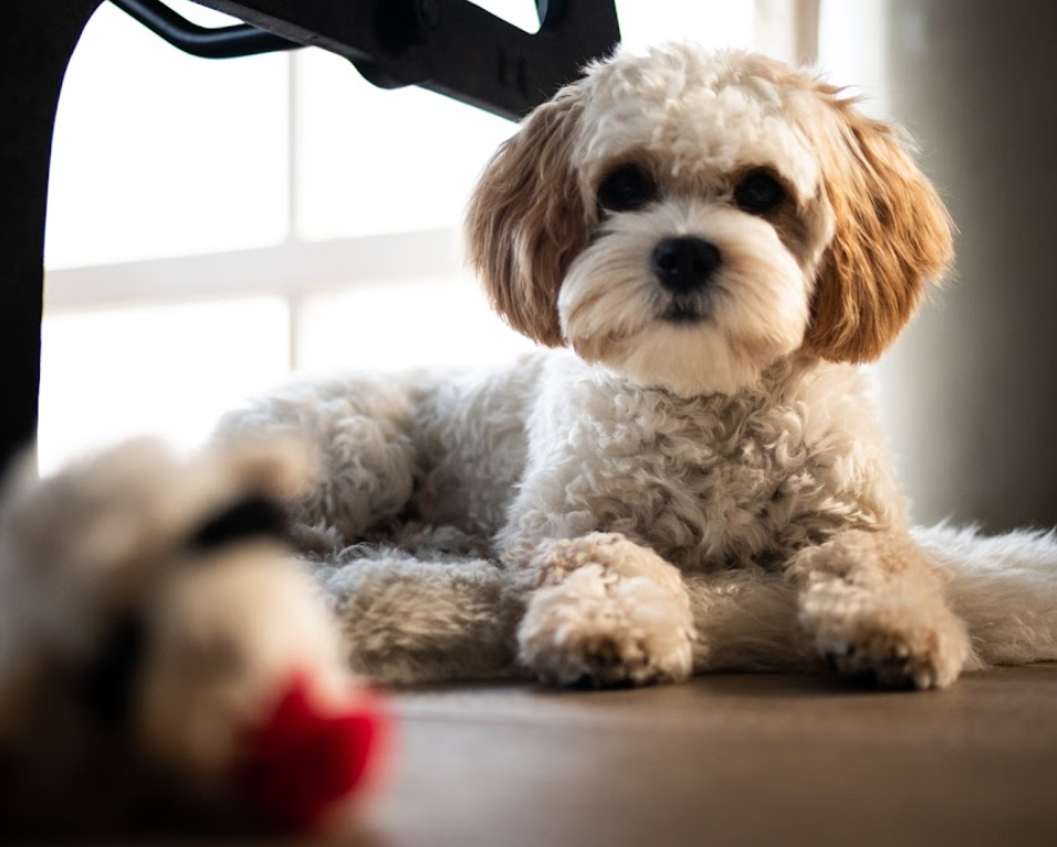 Puppy training review[1]