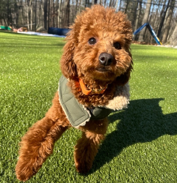 Shyanne ali review[1]